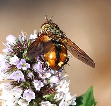 Breitflügeliche Raupenfliege